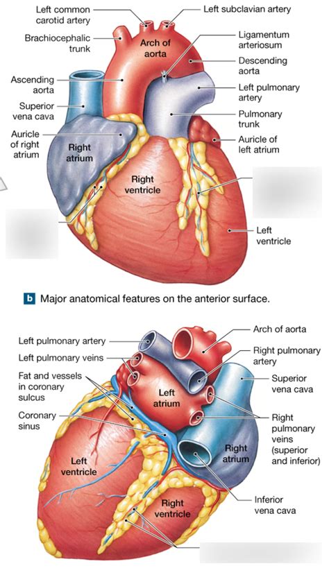 Posterior Interventricular Sulcus