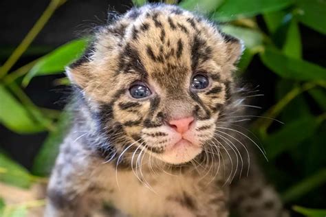 Rare Clouded Leopard Kitten Born at Oklahoma City Zoo