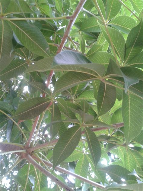 ஏழிலைப்பாலை (Alstonia scholaris) | Plant leaves, Plants, Herbalism