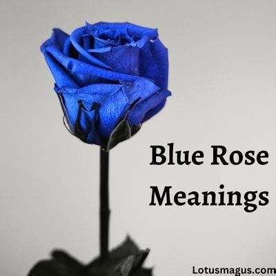 Blue Rose Meaning - Dark Colored Roses are Symbol of Love?