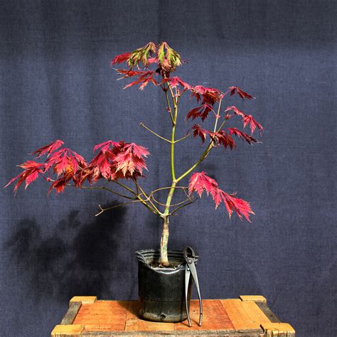 Acer japonicum «Aconitifolium» #9 – Kuyen Bonsai