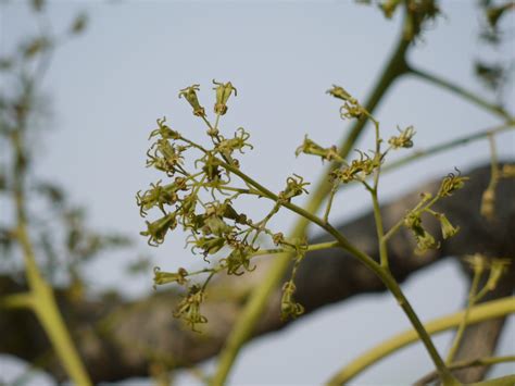 Ailanthus excelsa | Simaroubaceae (quassia family) » Ailanth… | Flickr