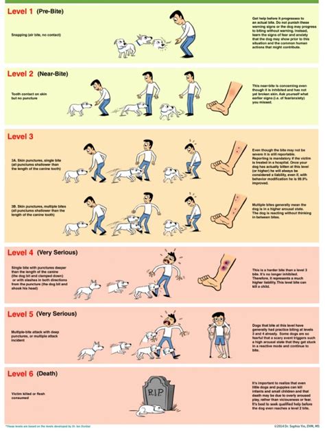 11 Types of Dog Aggression: Why Is Your Dog Acting Aggressively?