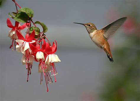 Hummingbird - Hummingbirds Photo (26167630) - Fanpop