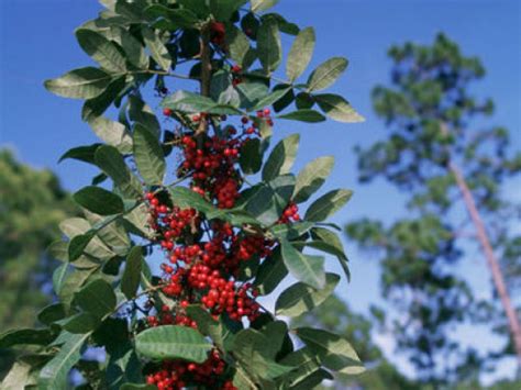 The Brazilian Pepper Tree: Beautiful but Deadly to Native Habitats ...