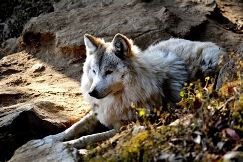 The 10 Largest Wolves in the World - A-Z Animals