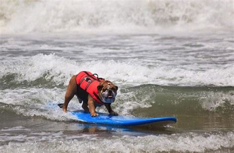 Funny-Surfing-Dogs-On-The-Wave-17 | Funny dogs, Dogs, Funny