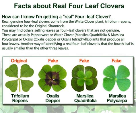 What we need to know 🍀 | Four leaf clover, Clover leaf, Clover plant