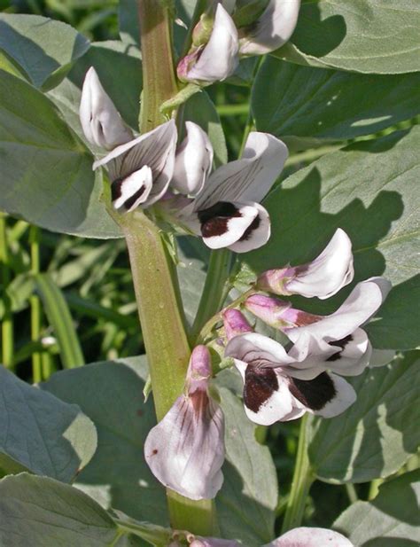 Vicia faba (broad vetch): Go Botany