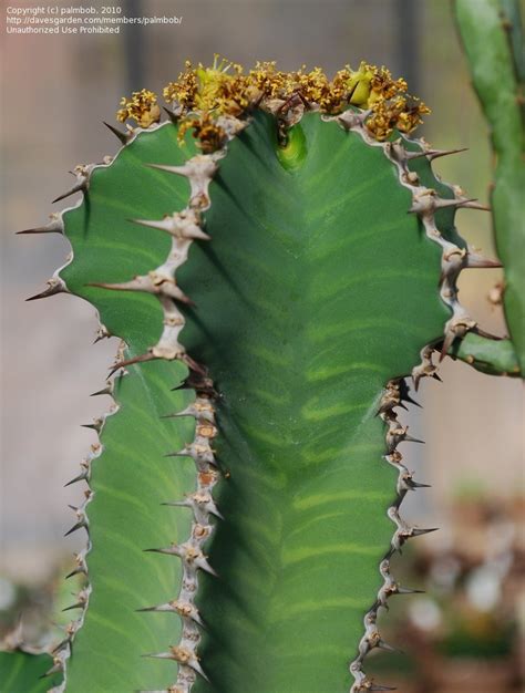 PlantFiles Pictures: Euphorbia Species (Euphorbia cactus) by palmbob