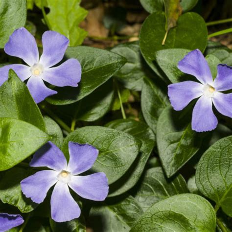 Vinca Minor – Peekskill Nurseries