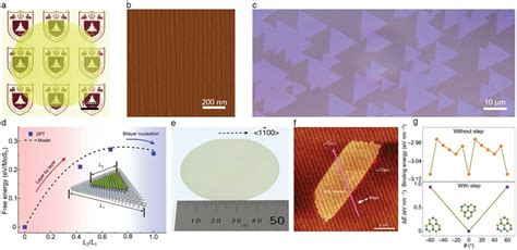 The step‐guided epitaxial growth of 2D semiconducting TMDCs single... | Download Scientific Diagram