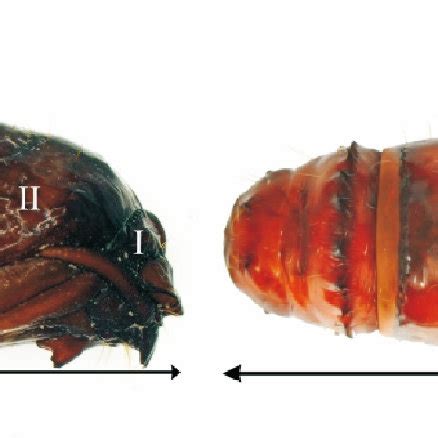 Measured characters of pupae A Lateral view of pupa showing ...