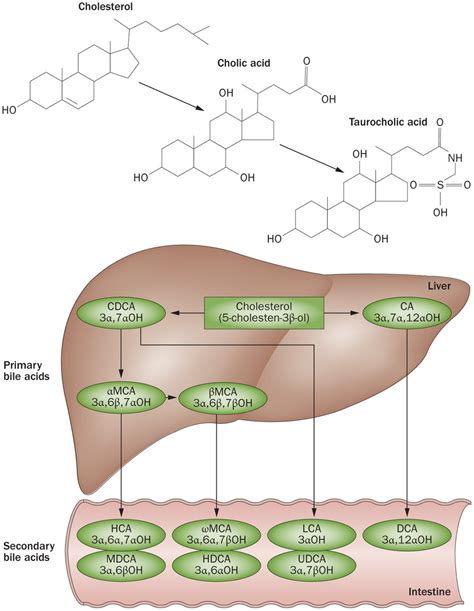biochemistry - Cholesterol and fatty acids role in bile? - Biology Stack Exchange