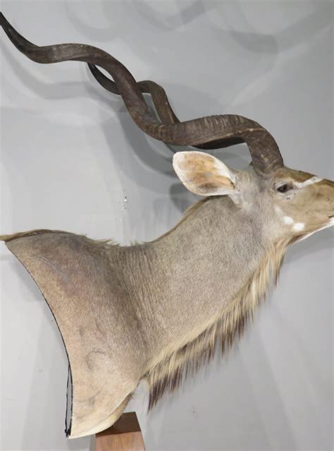 Greater Kudu SCI Trophy Bull Pedestal Mount. X-147KU – Mounts For Sale