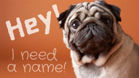 Pug Names That Are Really Cool - It's a Doggie Thing