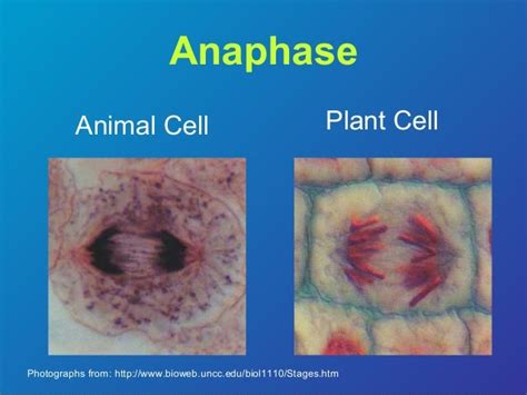 Cell cycle & cell division