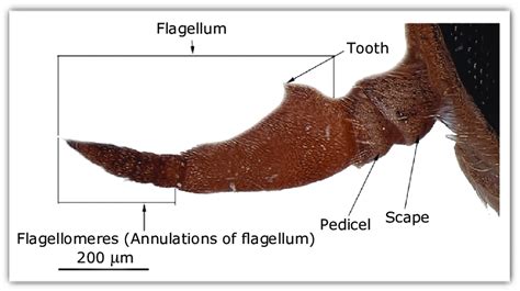 Showing typical morphology of antenna of adult Tabanidae. | Download Scientific Diagram