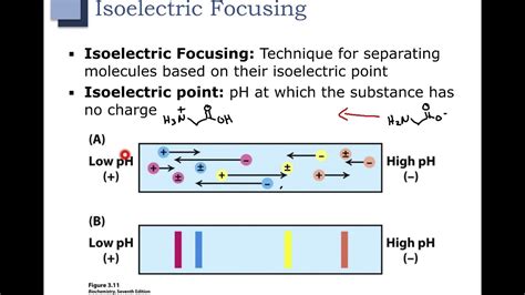 Isoelectric Cathode Basic Moves The Furthest Distance When, 58% OFF