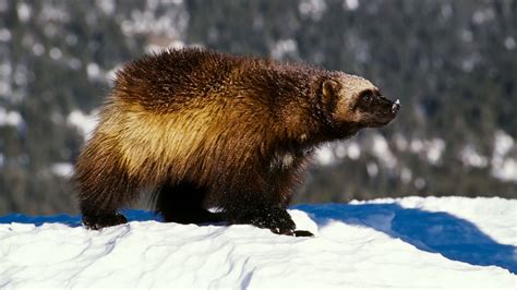 Wolverines receive protections as threatened species | CNN