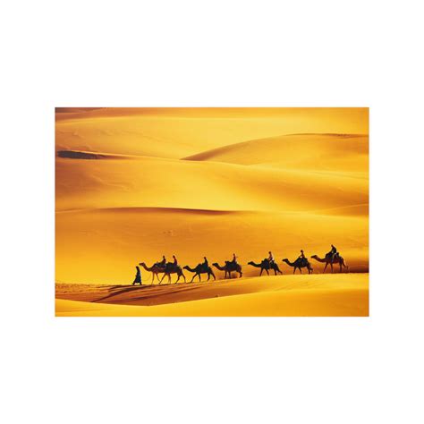 Desert Dreams: A Majestic Camel Caravan in Morocco's Golden Sahara. - moroccandecorshop.com