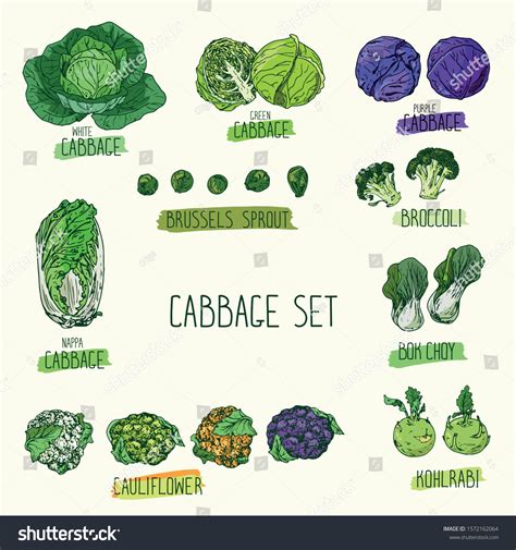 3,916 Cabbage Engraving Images, Stock Photos & Vectors | Shutterstock