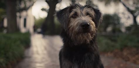 a dog standing on the side of a road