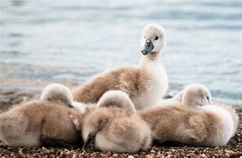 Graceful and Adorable - 6 Baby Swan Facts You Should Know - Animal Corner