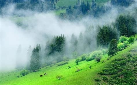 緑の森山、 自然、 風景、 森、 霧、 朝、 草、 木、 緑、 丘、 中国、 HDデスクトップの壁紙 | Wallpaperbetter