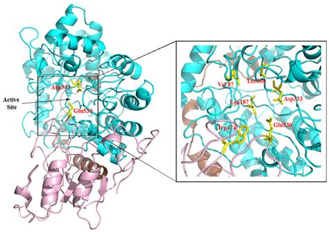 Gohalfsies.com | Enzymology | Three-dimensional structure of enzymes