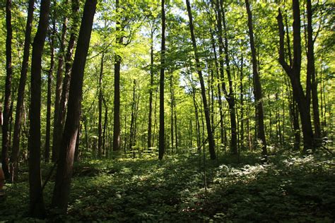 Visit to LeFurge Woods Nature Preserve (Superior Township,… | Flickr