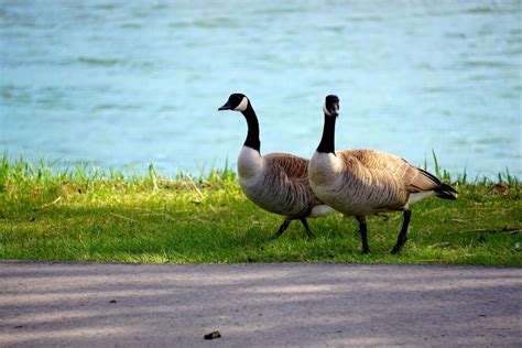 Canadian Geese Migration - Watch your Kneecaps - Travel Tales of Life