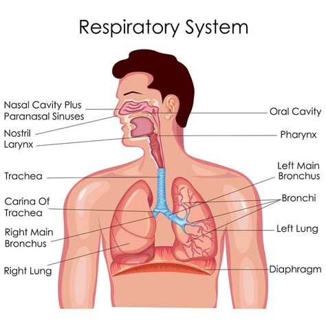 What Drugs Can Cause Breathing Problems?: Drugs & Your Lungs