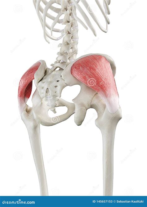 Glute Medius Anatomy