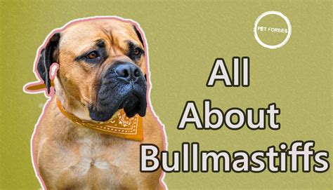 Bullmastiff Dog Breed Temperament, Pictures and Facts