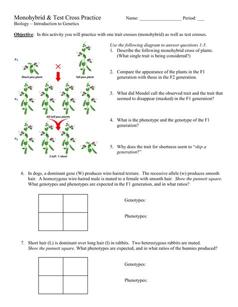 Dihybrid Cross Practice Worksheets Answer Key