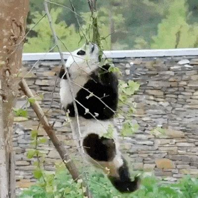 Panda Falling GIF - Find & Share on GIPHY