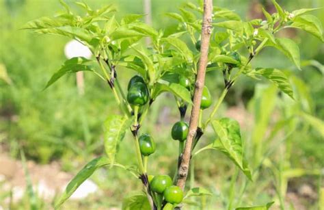 10 Best Companion Plants for Peppers + What NOT to Plant with Peppers | Gardenine