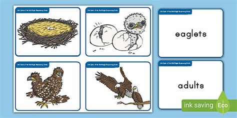 Life Cycle of a Bald Eagle Sequencing Cards (teacher made)