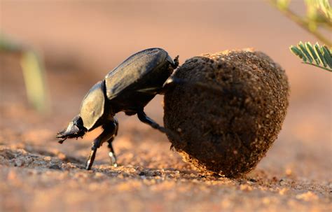 Dung Beetles Use More Than Celestial Cues to Successfully Roll Away Poop