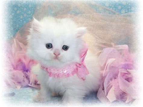 Beautiful White Cats Wallpapers - Top Free Beautiful White Cats Backgrounds - WallpaperAccess