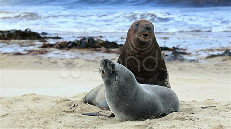 New Zealand Sea Lions Mating Dance Stock Video 10999735 | HD Stock Footage