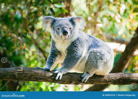 Cute Koala in Its Natural Habitat of Gumtrees Stock Photo - Image of ...