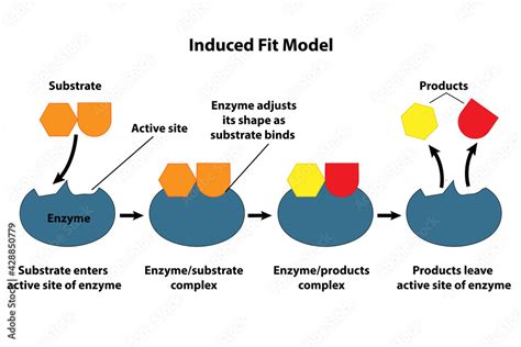 Vecteur Stock Catalysts and enzymes induced fit model. Substrate ...