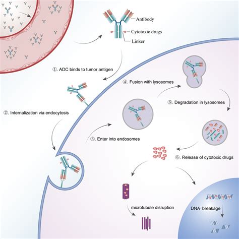 The core mechanism of action of antibody–drug conjugates (ADCs). ADCs... | Download Scientific ...