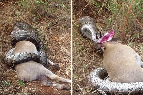 Animal news 2017: Killer python snake attacks antelope but gets shock | Daily Star