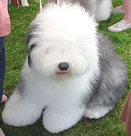 old english sheepdog - herding dog breeds from the online dog encyclopedia - dogs in depth.com