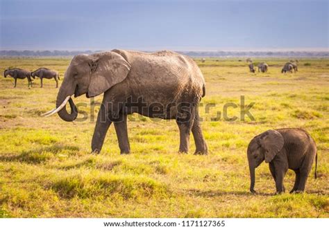 Elephant Elephant Kenya Safari Africa African Stock Photo 1171127365 ...