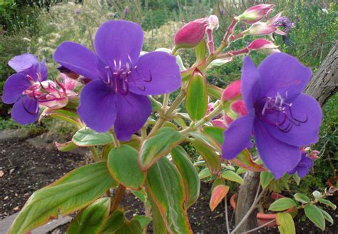 Tibouchina | Flowering bushes, Flowering shade plants, Southern garden