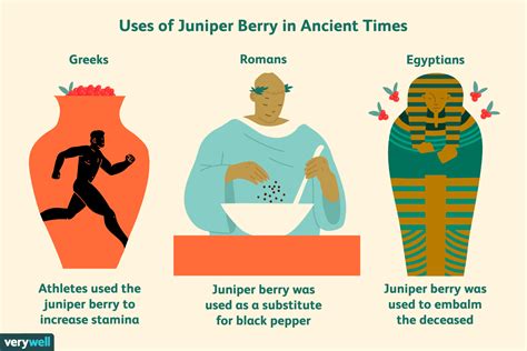 Juniper Berries: Benefits, Side Effects, and Preparations